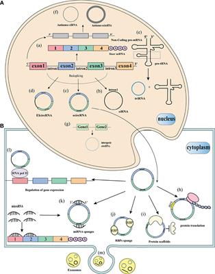 Circular RNA and Its Roles in the Occurrence, Development, Diagnosis of Cancer